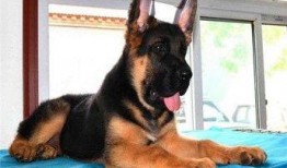 狼狗最新爆料视频播放下载,独家下载解析